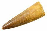 Fossil Spinosaurus Tooth - Real Dinosaur Tooth #364206-1